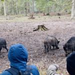 26 Plätze für Herbstferienwoche im Wildpark Alte Fasanerie in Hanau
