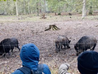26 Plätze für Herbstferienwoche im Wildpark Alte Fasanerie in Hanau