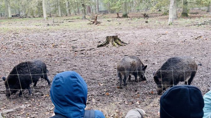 26 Plätze für Herbstferienwoche im Wildpark Alte Fasanerie in Hanau