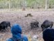 26 Plätze für Herbstferienwoche im Wildpark Alte Fasanerie in Hanau