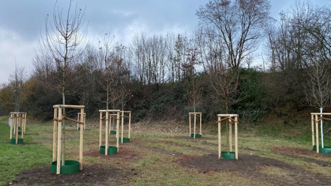 Bürgerwäldchen in Großauheim eingeweiht: Spenderinnen und Spender pflanzen hitzeverträgliche Bäume Bürgerwäldchen in Großauheim eingeweiht: Spenderinnen und Spender pflanzen hitzeverträgliche Bäume