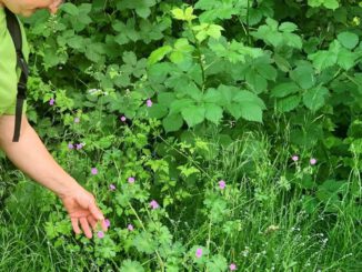 Familienprogramm in Hanau: Wildkräuterexkursion und Ostereier färben mit Naturmaterialien