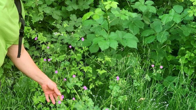 Familienprogramm in Hanau: Wildkräuterexkursion und Ostereier färben mit Naturmaterialien