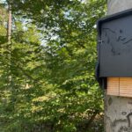 Fledermausführung am Abend im Hanauer Licht und Luftbad