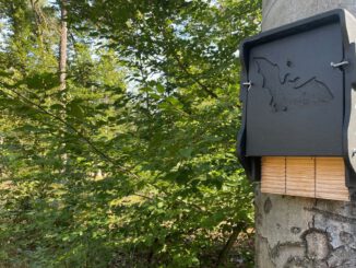 Fledermausführung am Abend im Hanauer Licht und Luftbad