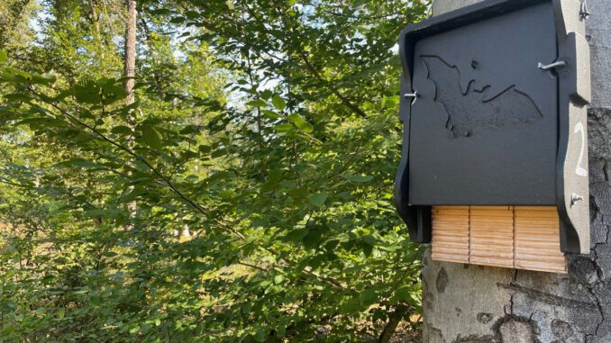 Fledermausführung am Abend im Hanauer Licht und Luftbad Fledermausführung am Abend im Hanauer Licht und Luftbad