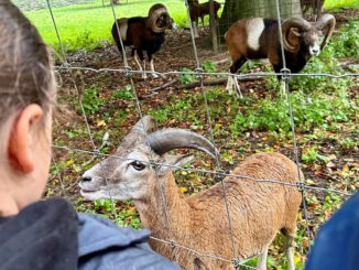 Osterferien im Wildpark: Vier Tage Abenteuer für 26 Kinder aus Hanau