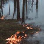 Trockenheit treibt Waldbrandrisiko hoch: Stadt verbietet offenes Feuer und Rauchen im Wald