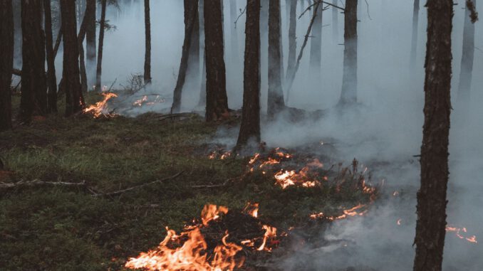 Trockenheit treibt Waldbrandrisiko hoch: Stadt verbietet offenes Feuer und Rauchen im Wald