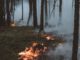 Trockenheit treibt Waldbrandrisiko hoch: Stadt verbietet offenes Feuer und Rauchen im Wald